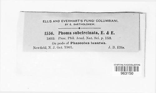 Diaporthe phaseolorum image